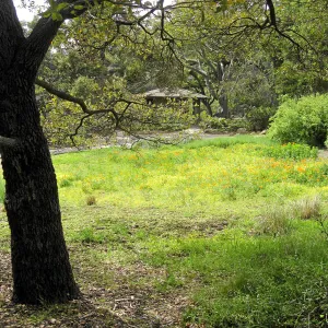 Engelman oak