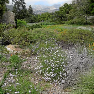 Verbena Paseo Rancho in Groundcover Display
