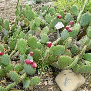 Opuntia x vaseyi in the Desert Section