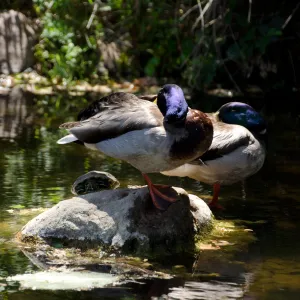 Mallard ducks and pond turtle, SBBG Meadow Pond