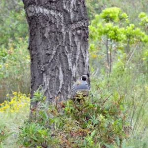California quail perched on sprouting Ironwood, National Public Gardens Day 2012, SBBG