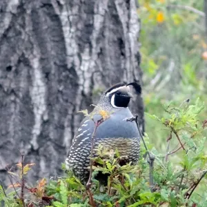 California quail perched on sprouting Ironwood, National Public Gardens Day 2012, SBBG