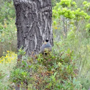 California quail perched on sprouting Ironwood, National Public Gardens Day 2012, SBBG