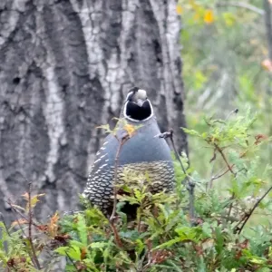 California quail perched on sprouting Ironwood, National Public Gardens Day 2012, SBBG