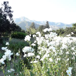 Meadow panorama, Matilija poppies in bloom