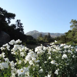 Meadow, Matilija poppies in bloom
