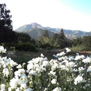 Meadow panorama, Matilija poppies in bloom