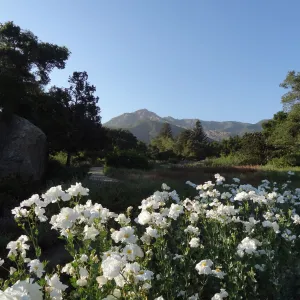Meadow, Matilija poppies in bloom