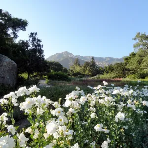 Meadow, Matilija poppies in bloom