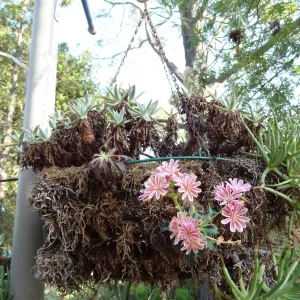 Lewisia in bloom, hanging basket at SBBG entrance