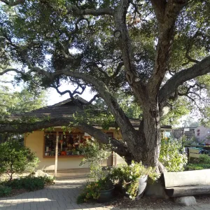 North wing, Garden Shop and Garden Entrance oak