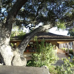 North wing, Garden Shop and Garden Entrance oak
