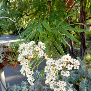 Ironwood in bloom