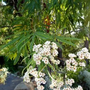 Ironwood in bloom