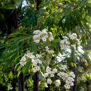 Ironwood in bloom