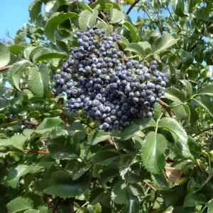 Blue berries, 