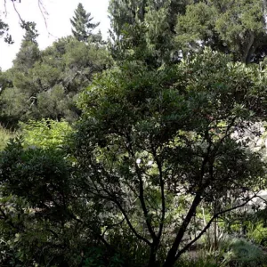 Arroyo Section panorama