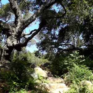 oak canopy, Arroyo Section panorama