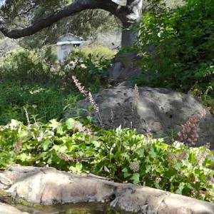 oak canopy,Manzanita Section panorama