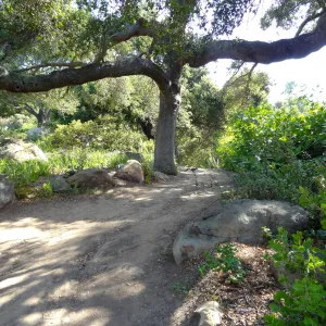 oak canopy,Manzanita Section