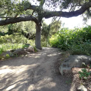 Oak canopy, Manzanita Section