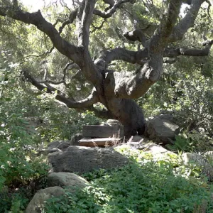 wood bench, oak canopy, Manzanita Section panorama