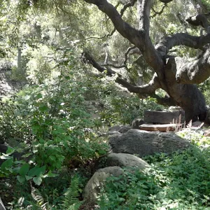 wood bench, oak canopy, Manzanita Section panorama
