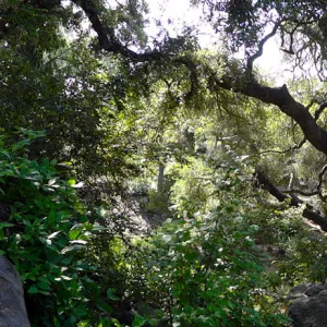 wood bench, oak canopy, Manzanita Section panorama