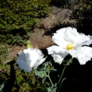 Matilija poppies in bloom, Manzanita Section