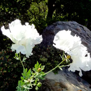 Matilija poppies in bloom, Manzanita Section