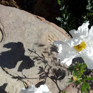 Matilija poppies in bloom with shadow on boulder