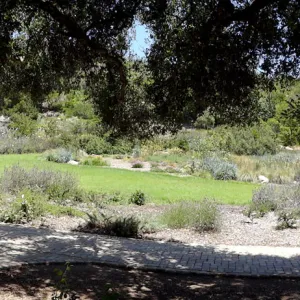 oak canopy, Meadow panorama