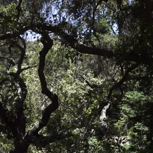 oak canopy, Canyon Section, Indian Steps, panorama