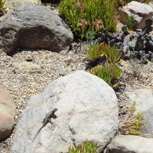 western fence lizard in the Dudleya display garden