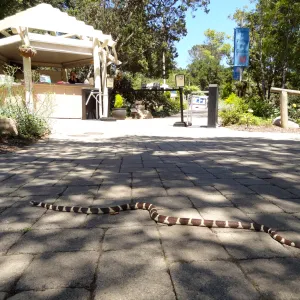 California king snake at Garden Entrance