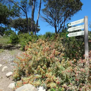 Berberis nevinii, red berries, Porter Trail Ceanothus Section, Nature Loop way signs