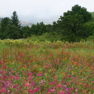 Clarkia wildflower display, SBBG Meadow in bloom, Rose and Nightingale concert in the Garden event