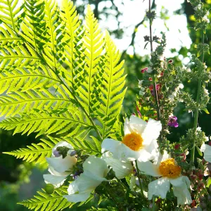 floral arrangement, Rose and Nightingale concert in the Garden event