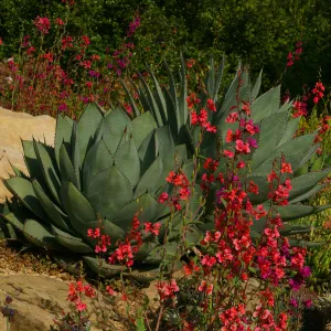 Agave and wildflowers in bloom, Rose and Nightingale concert in the Garden event