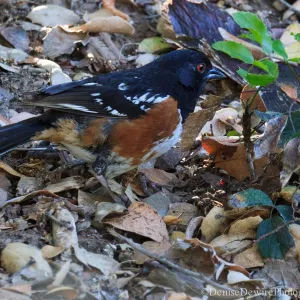 Towhee