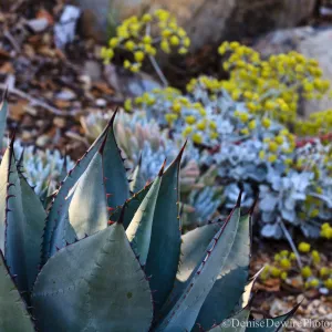 Agave (Century Plant) and buckwheat in bloom