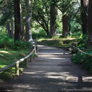 Redwood Section