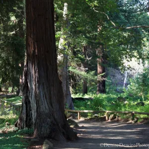Redwood Section