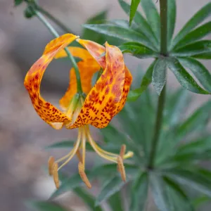 Lilium in bloom