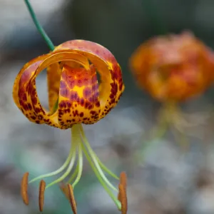 Lilium in bloom