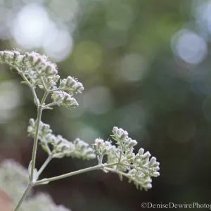 Inflorescence