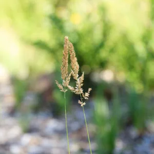 grass inflorescence