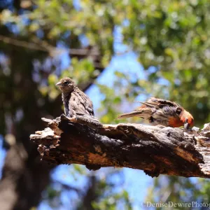 birds on broken tree limb