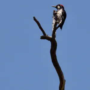 Acorn woodpecker