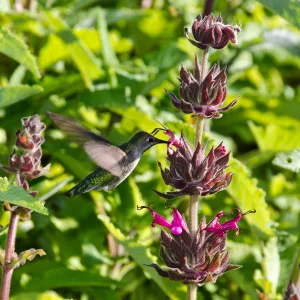 Hummingbird and Salvia spathacea (California Hummingbird Sage), SBBG Photo Contest 2012